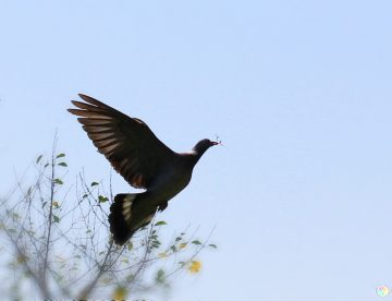 Vehicle Stranded After Dove Nests On Windshield